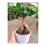 Videolu Bonsai Fidanı 1 Adet Saksılı 20-40 cm İç Mekan Salon Bitkisi (Ficus Bonsai)