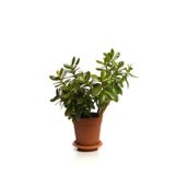 Videolu Bonsai Para Ağacı Yeşim 1 Adet 10-15cm Saksıda Büyük Boy Salon Bitkisi ( Crassula Ovata )