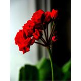 Videolu Bordo Sakız Sardunya Çiçeği Fidanı 25-35 Cm Saksılı Çiçekli Bodur Bitkiler Geranium