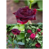 Videolu Bordo Yediveren Kokulu 25 50 Cm 2 Adet Gül Fidanı Saksılı Aşılı Gül Burgundy Rose