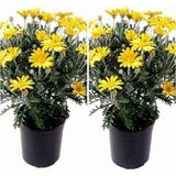 Videolu Çalı Papatyası Sarı Renkli (25 30 Cm)2 Adet Saksılı Canlı Bitki Europs Calendula Officinalis