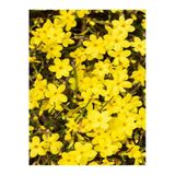 Videolu Çalı Sarı Yasemin Fidanı 1 Adet Saksılı/ Tüplü 40-60 cm (Jasminum Nudiflorum )