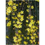 Videolu Çalı Yasemin Sarı Yasemin Fidanı (80-120 Cm) 1 Adet Tüplü Jasminum Nudiflorum