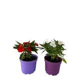 Videolu Cam Güzeli Çiçeği Kırmızı-Beyaz 2 Adet Saksılı 10-20Cm Salon Bitkisi Impatiens Walleriana