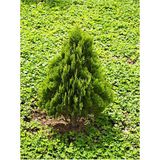 Videolu Çam Kokulu Leylandi (30 50 Cm)1 Adet Saksılı Çit Bitkisi Cupressocyparis Leylandii