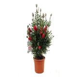 Videolu Canlı Kırmızı 1 Adet Fırça Çalısı Çiçeği Fidanı 60-80cm Saksılı Bottlebrush