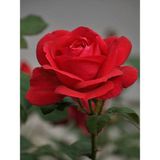 Videolu Canlı Kırmızı Gül Fidanı 10-15 cm Saksılı/Tüplü Yoğun Kokulu Aşılı Gül (Red Rose)