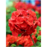 Videolu Canlı Kırmızı Premium 1 Adet Sardunya Çiçeği 15-40cm Saksılı Geranium