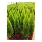 Videolu Canlı Mis Kokulu Limoni Servi Çam Ağacı 30-60Cm SaksılıTüplü (Lemon Cypress Tree)