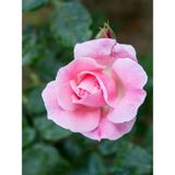 Videolu Canlı Yediveren Pembe Bodur Gül Fidanı 1 Adet Saksılı 30-60 Cm Bahçe Bitkisi Pink Rose