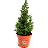 Videolu Chamaecypans Mini Çam Ağacı, Elwoodi Yılbaşı Ağacı 35-45 cm Saksıda Iran Çamı
