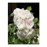 Videolu Chopin Beyaz Gül Fidanı 1adet Saksılı [10-15cm] Dış Mekan "white Rose"
