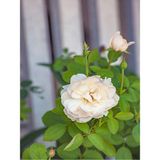 Videolu Chopin Gül Beyaz Renkli Gül Fidanı 40 70 Cm 1 Adet Saksılı Aşılı Gül White Rose