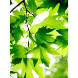 Videolu Çınar Ağacı Fidanı 70-90 Cm Saksılı Çiçekli Bodur Bitkiler Sycamore Tree