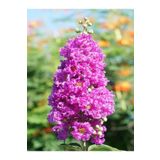 Videolu Çok Çiçekli Mor Oya Çiçeği Fidanı 40-60 cm Tüplü Dış Mekan Ağaçları Purple Lagerstromia