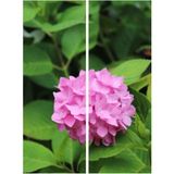 Videolu Çok Sevilen Pembe Ortanca Fidanı 40-50 Cm Saksıda Çiçekli Bodur Bitkiler Pink Hydrangea