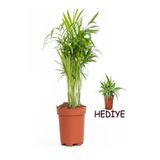 Videolu Dağ Palmiyesi (20-40Cm) Kurdele Çiçeği Hediyeli 1ADET Saksılı İç Mekan Ev Salon Ofis Bitkisi
