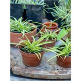 Videolu Dekoratif Kurdela Çiçeği (5 10 Cm) 20 Adet Saksılı Ofis Salon Bitkisi Euphorbia Leucocephala