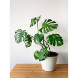 Videolu Deve Tabanı 1 Adet Saksılı 60-85 cm İç Mekan Salon Ofis Bitkisi (Monstera Delicious)