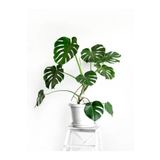 Videolu Deve Tabanı 1 Adet Saksılı/ Tüplü 40-60CM Ev Ofis Salon Bitkisi (Monstera Deliciosa)