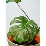 Videolu Deve Tabanı Bitkisi 1 Adet Saksılı 60-100 cm İç Mekan Salon Bitkisi (Monstera Deliciosa)