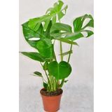 Videolu Deve Tabanı Bitkisi 1 Adet Saksılı 60-100cm Iç Mekan Salon Ofis Bitkisi (MONSTERA DELİCİOSA)