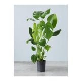 Videolu Deve Tabanı Çiçeği 1 Adet Saksılı 60-100cm Iç Mekan Salon Bitkisi(MONSTERA DELİCİOSA)
