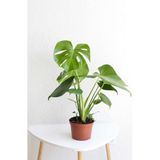Videolu Deve Tabanı Geniş Yapraklı 1 Adet Saksılı 40-60cm Iç Mekan Bitkisi Monstera Deliciosa