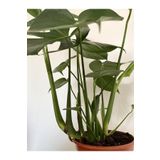 Videolu Deve Tabanı Geniş Yapraklı 1 Adet Saksılı 60-100cm Iç Mekan Bitkisi Monstera Deliciosa