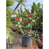 Videolu Dikenler Tacı (25 40 Cm) Saksılı Kaktüs Euphorbia