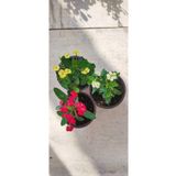 Videolu Dikenler Tacı Çiçeği Sürpriz Renk (25 35 cm) Saksılı 3'lü Kaktüs Euphorbia