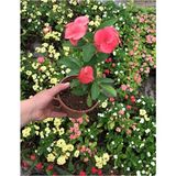 Videolu Dikenler Tacı Çiçekli Ithal Tayland Milli (20 40 Cm) Saksılı Kaktüs Euphorbia