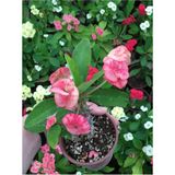 Videolu Dikenler Tacı Çiçekli İthal Tayland Milli (30 - 40 cm) Saksılı Euphorbia