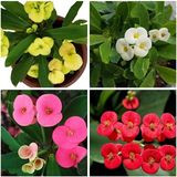 Videolu Dikenler Tacı Milli 4 Adet 15-25cm Kırmızı-pembe-beyaz-sarı Çiçekli Kaktüs Euphorbia
