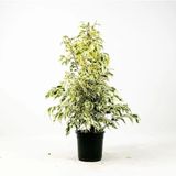 Videolu Dikkat Çeken Alacalı Benjamin Çiçeği Fidanı 50-70 Cm Saksılı Çiçekli Bodur Ficus Benjamina