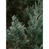 Videolu En Favori Dekorasyon Bitkisi Leylandi (30 40 Cm) 1 Adet Tüplü Cupressus