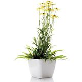 Videolu Europs Papatyası (Sarı Papatya) (5,5 10 Cm) 1 Adet Tüplü/saksılı Papatya Yellow Daisy