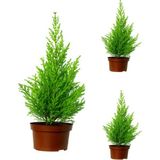 Videolu Ev & Ofis Iç Dış Mekan Limoni Servi (30-40 Cm)3 Adet Saksılı/tüplü Cupressus