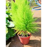 Videolu Favori Limoni Servi Çamı (50-70 Cm) 3 Adet Saksılı Dış Mekan Bitkisi Cupressus Macrocarpa