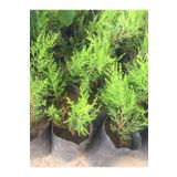 Videolu Ferah Kokulu 8 Adet Limoni Selvi Fidanı 10-20CM Tüplü (Lemon Cypress Sapling)