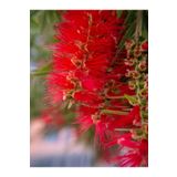 Videolu Fırça Çalısı Çiçeği Fidanı (40-60CM)1 Adet Saksılı Dış Mekan Bitkisi Callistemon Laevis