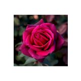 Videolu Fuji Gül Fidanı Saksılı/tüplü 30-45 Cm 2 Adet Yediveren Kokulu Aşılı Güller Roses