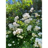 Videolu Ful Yasemin Fidanı Kokulu ( 40-60 Cm)1 Adet Dış Mekan Jasminum Sambac Maid Of Orleans