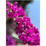 Videolu Fuşya Begonvil Çiçeği Fidesi 60-110 Saksılı Çiçekli Bodur Bitkiler Bougainvillea Seedling