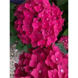 Videolu Fuşya Renkli 1 Adet Ortanca Fidanı 30-55 Cm Saksılı Hydrangea