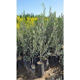 Videolu Gemlik Trilye Bodur Zeytin Fidanı 6 Adet 50-70 Cm Olive Sapling Bahçe Bitkisi