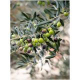 Videolu Gemlik Zeytin Fidanı 80 110 Cm 2 Adet Tüplü Bol Verimli Zeytin Fidesi Olive Sapling
