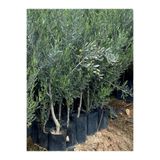 Videolu Gemlik Zeytin Fidanı Fidesi 1 Adet 1. Kalite 80-150 Cm Saksılı\tüplü (OLİVE SAPLİNG) 1027853