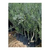 Videolu Gemlik Zeytin Fidanı Fidesi 1 Adet 1. Kalite 80-150 Cm SaksılıTüplü (Olive Sapling)