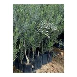 Videolu Gemlik Zeytin Fidanı Fidesi 1 Adet 1. Kalite 80-150 Cm SaksılıTüplü (Olive Sapling)